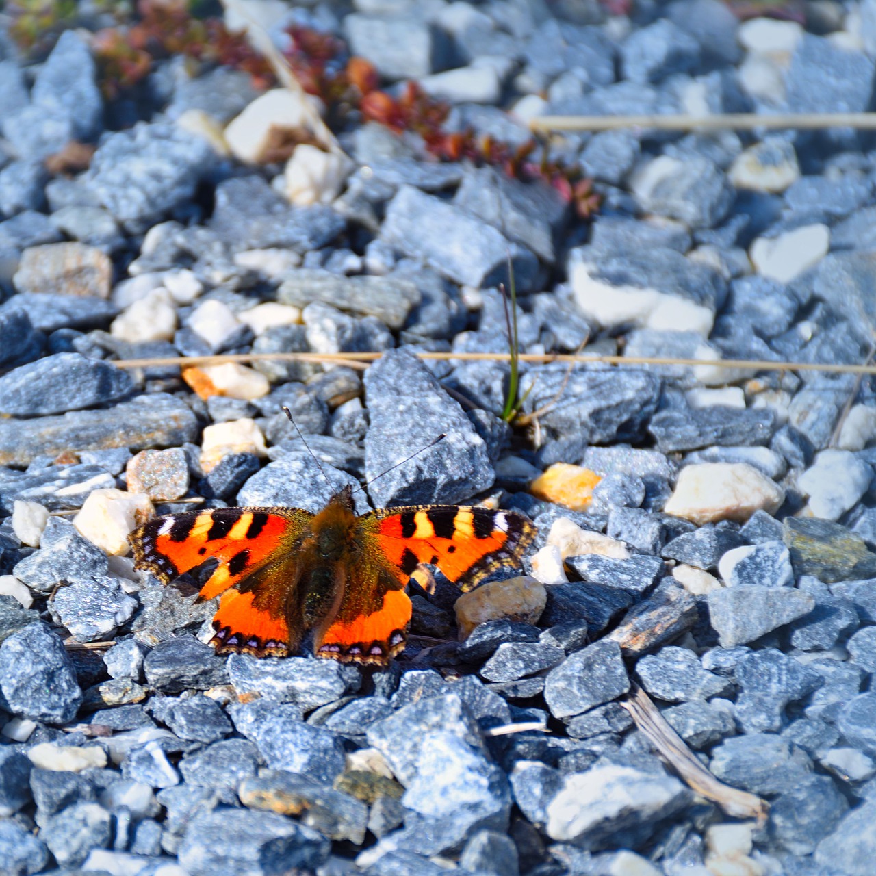 butterfly  pebble  nature free photo