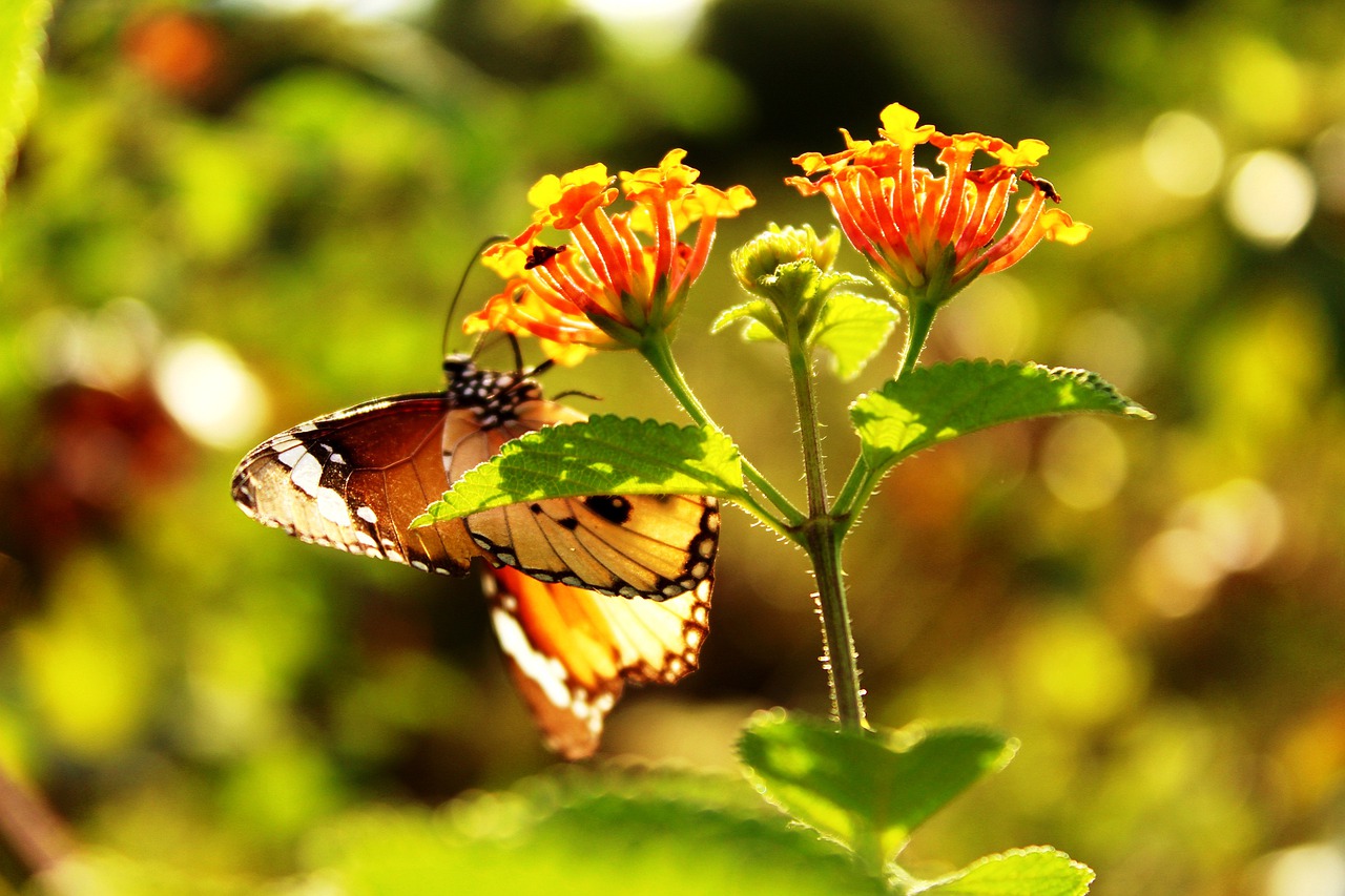 butterfly  animal  nature free photo