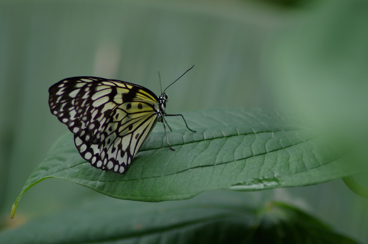 butterfly  leaf  wing free photo