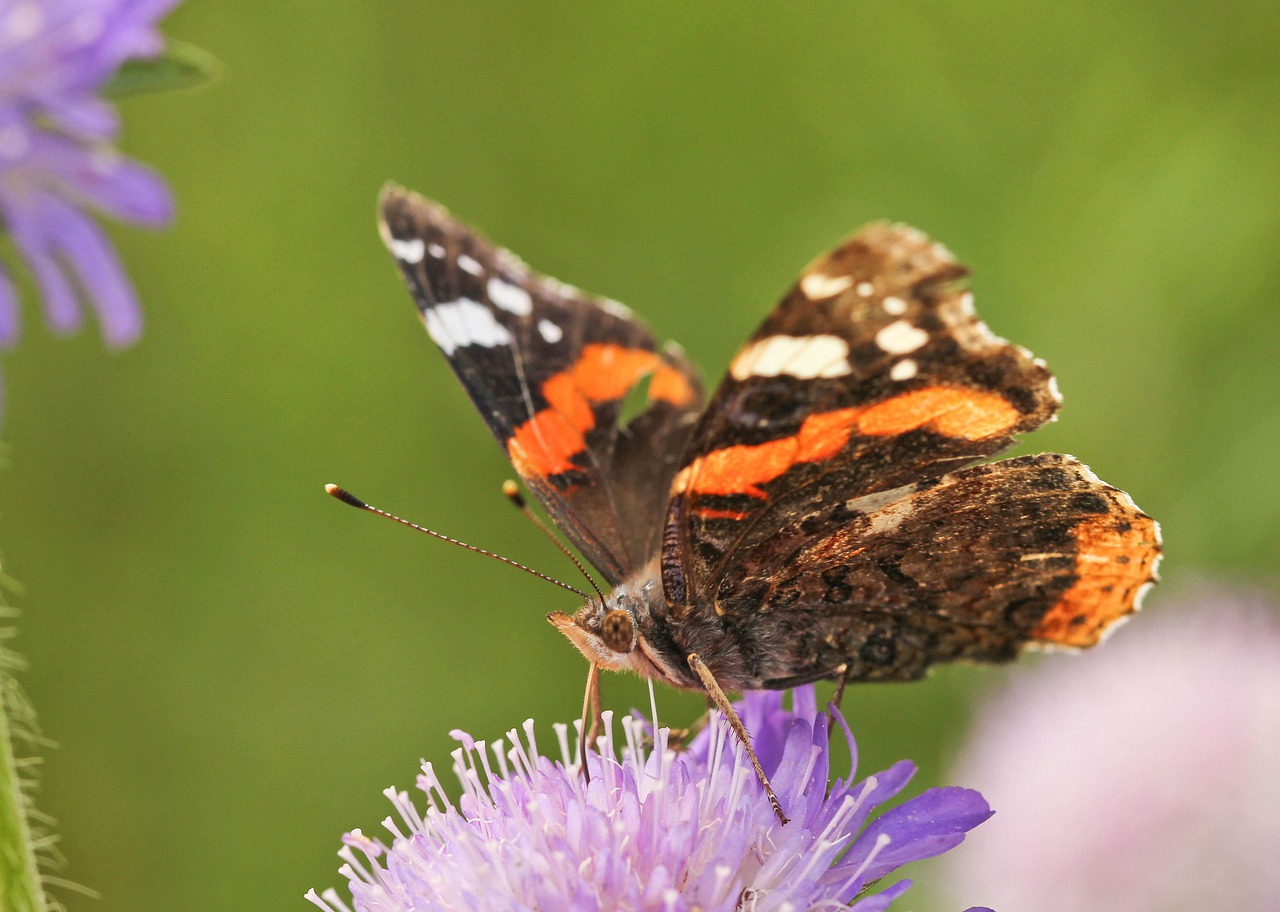 butterfly  red admiral  scabious free photo