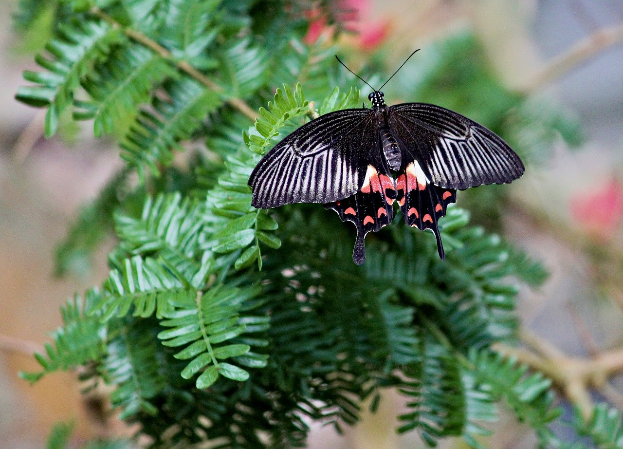 butterfly  the exotic  wings free photo