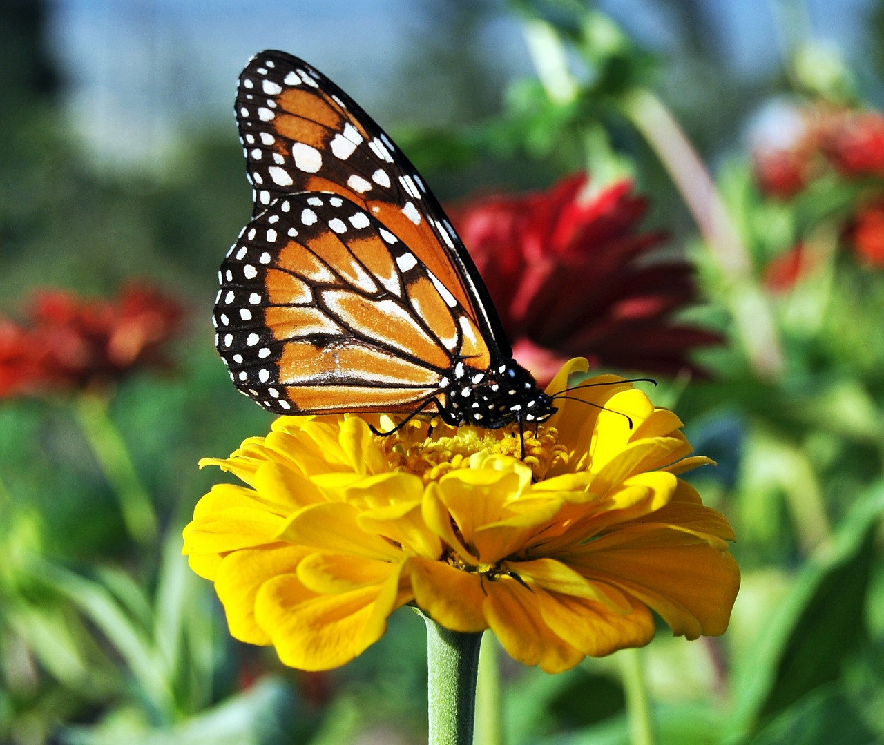 butterfly flowers garden free photo