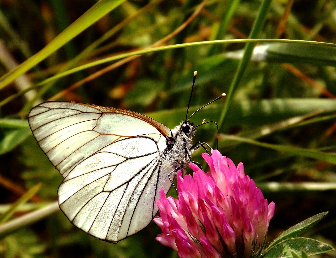 butterfly  insect  nature free photo