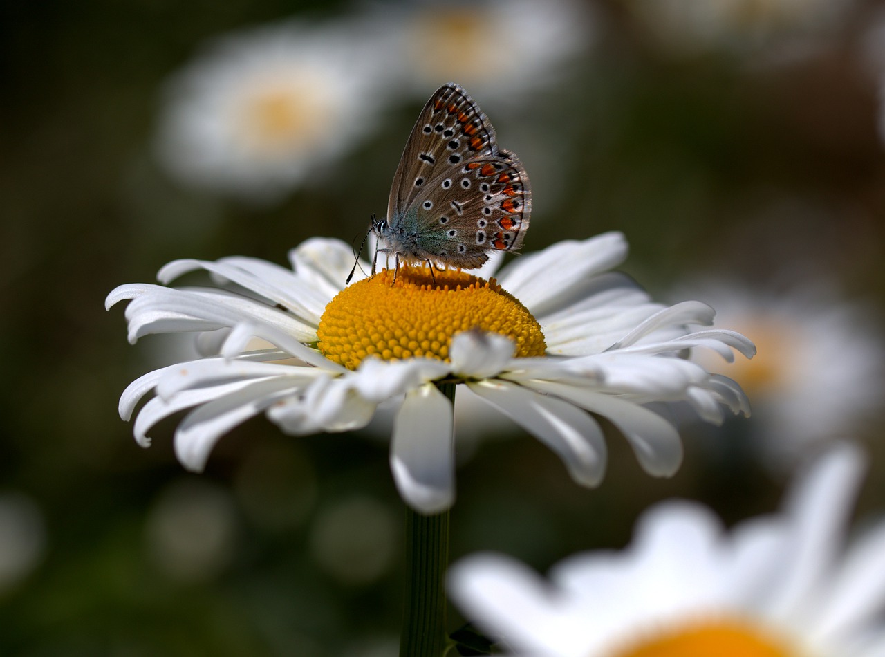 butterfly  daisy  insecta free photo