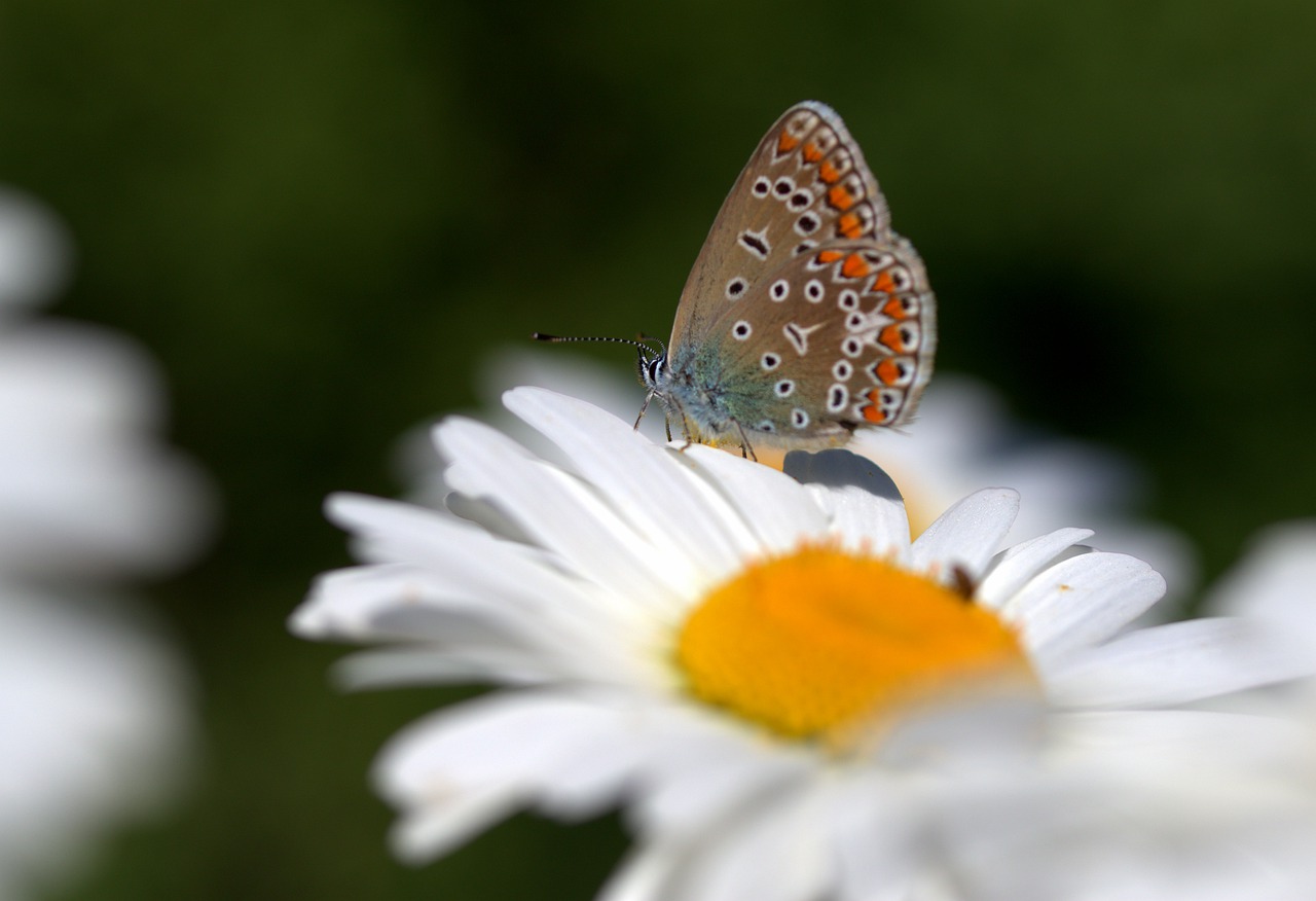 butterfly  daisy  insecta free photo