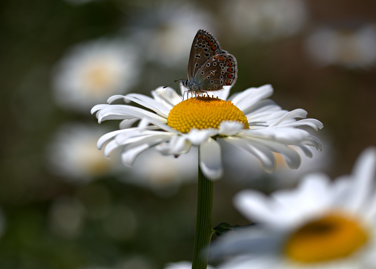 butterfly  daisy  insecta free photo