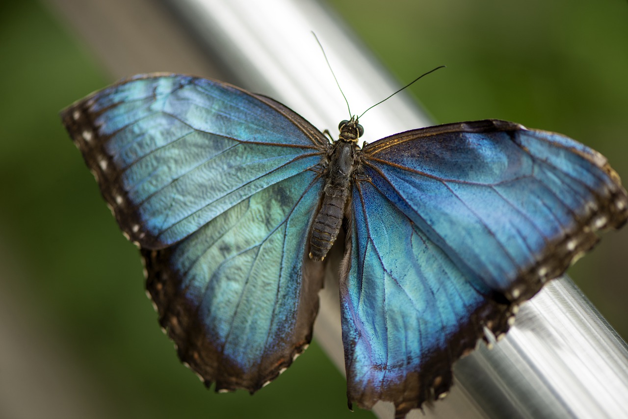 butterfly  blue  morpho free photo