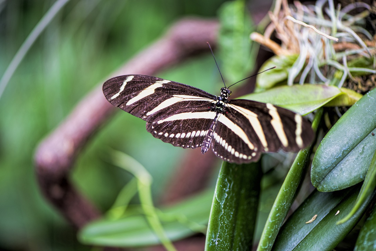 butterfly  insect  nature free photo