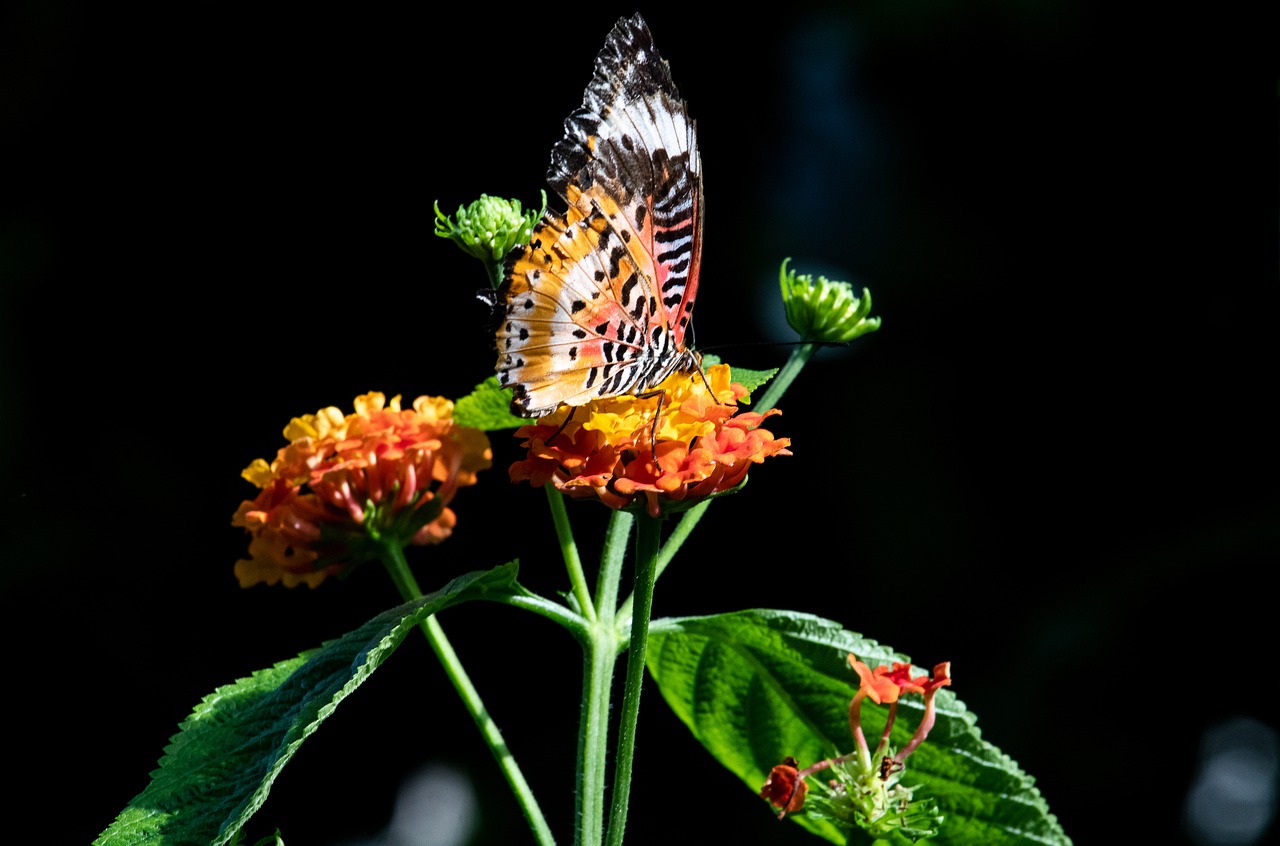 butterfly  animal  animal world free photo