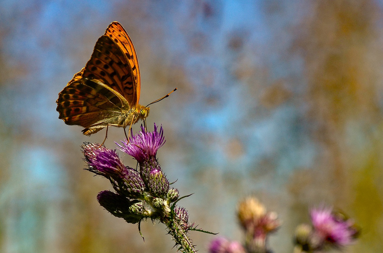 butterfly  blossom  bloom free photo