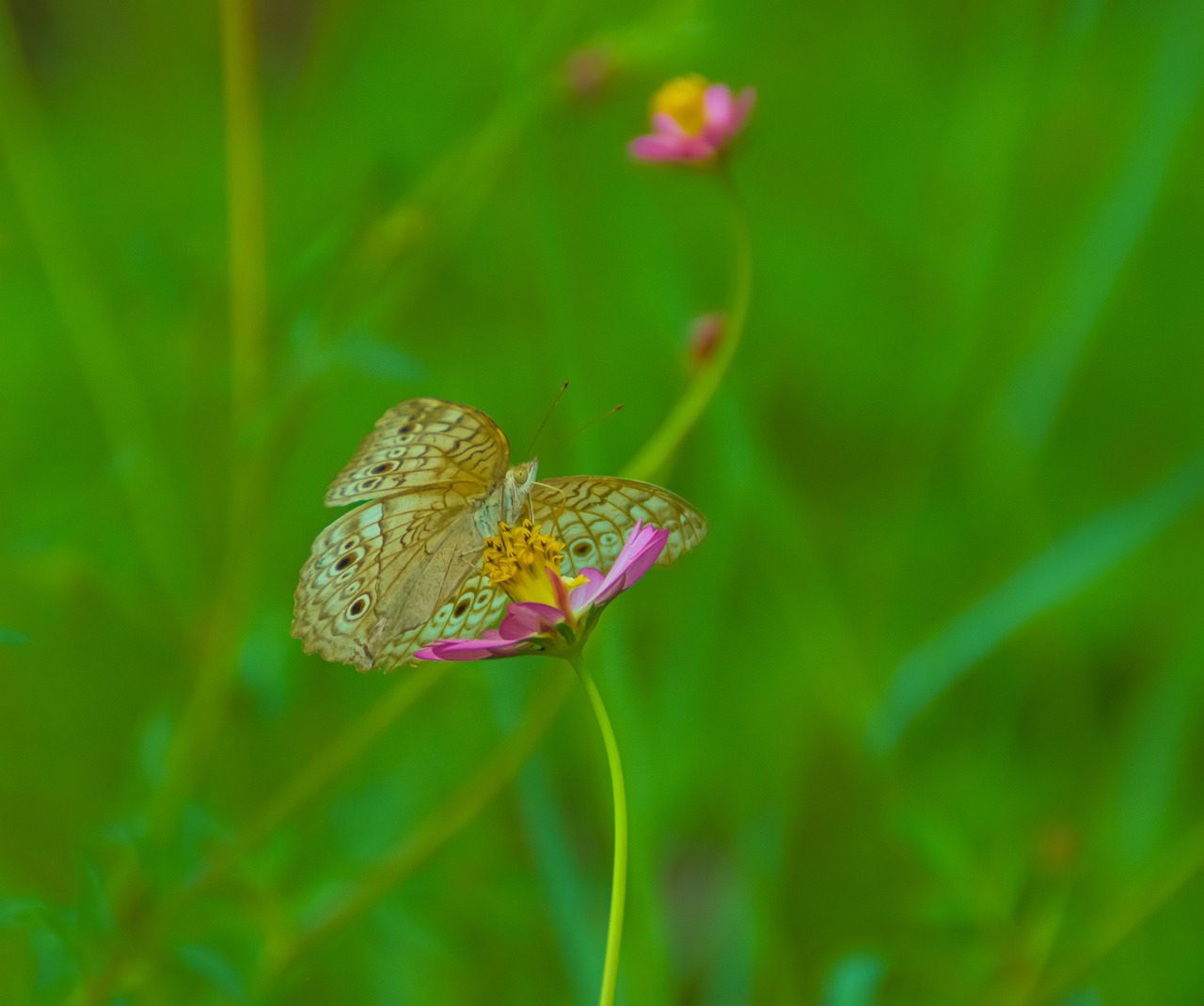 butterfly  flower  green free photo