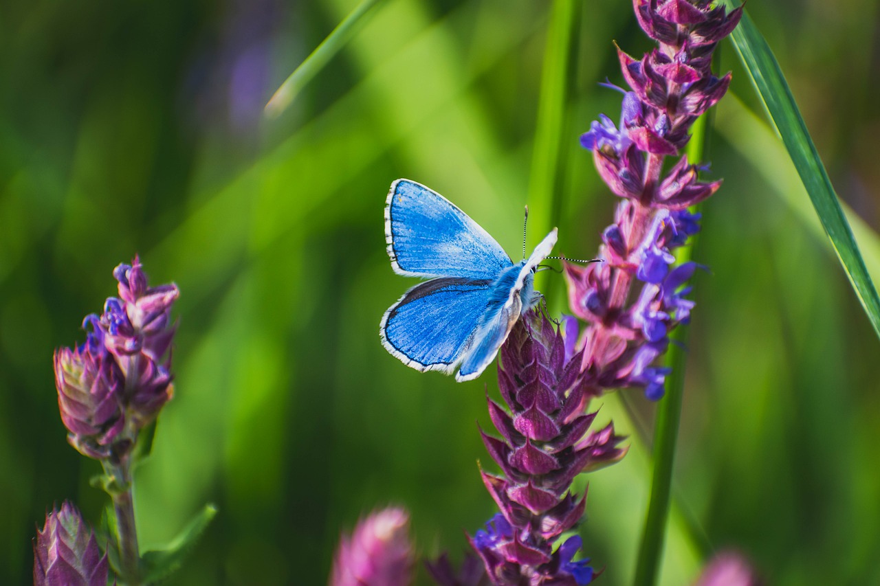 butterfly  animal  insect free photo