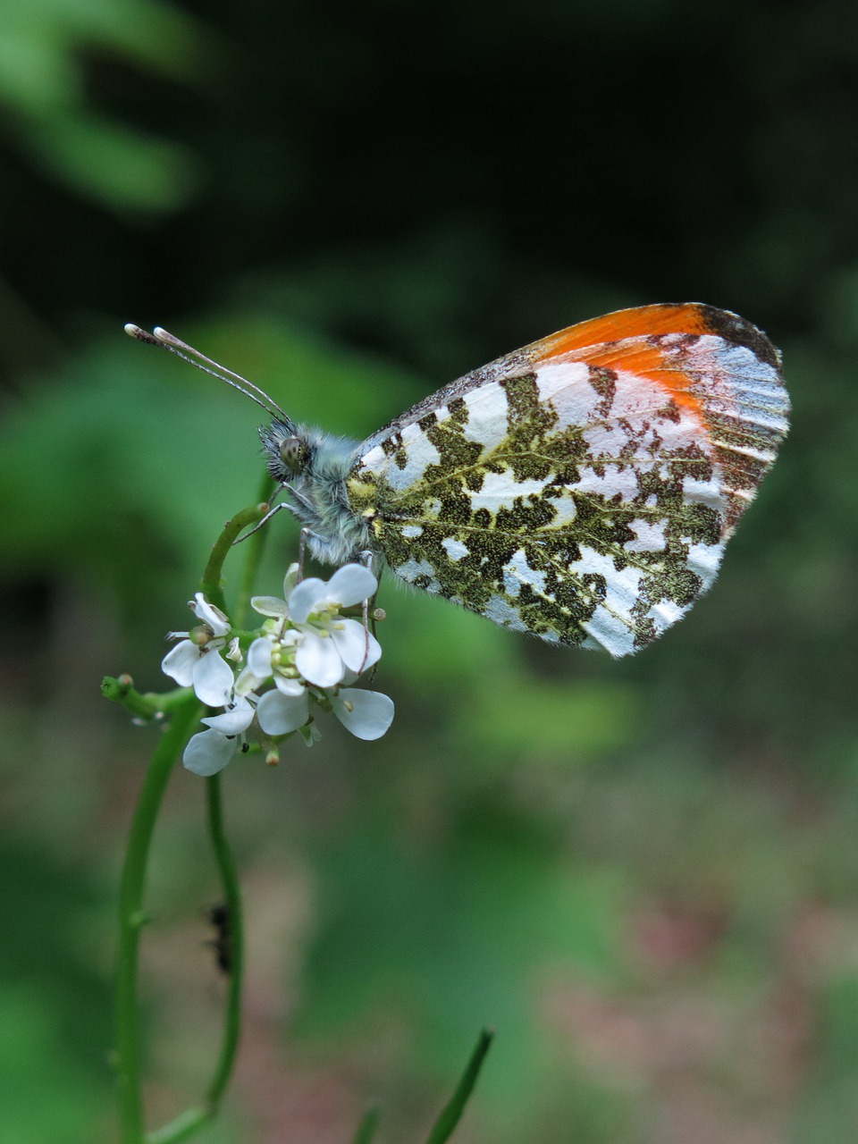 butterfly  aurora butterfly  insect free photo