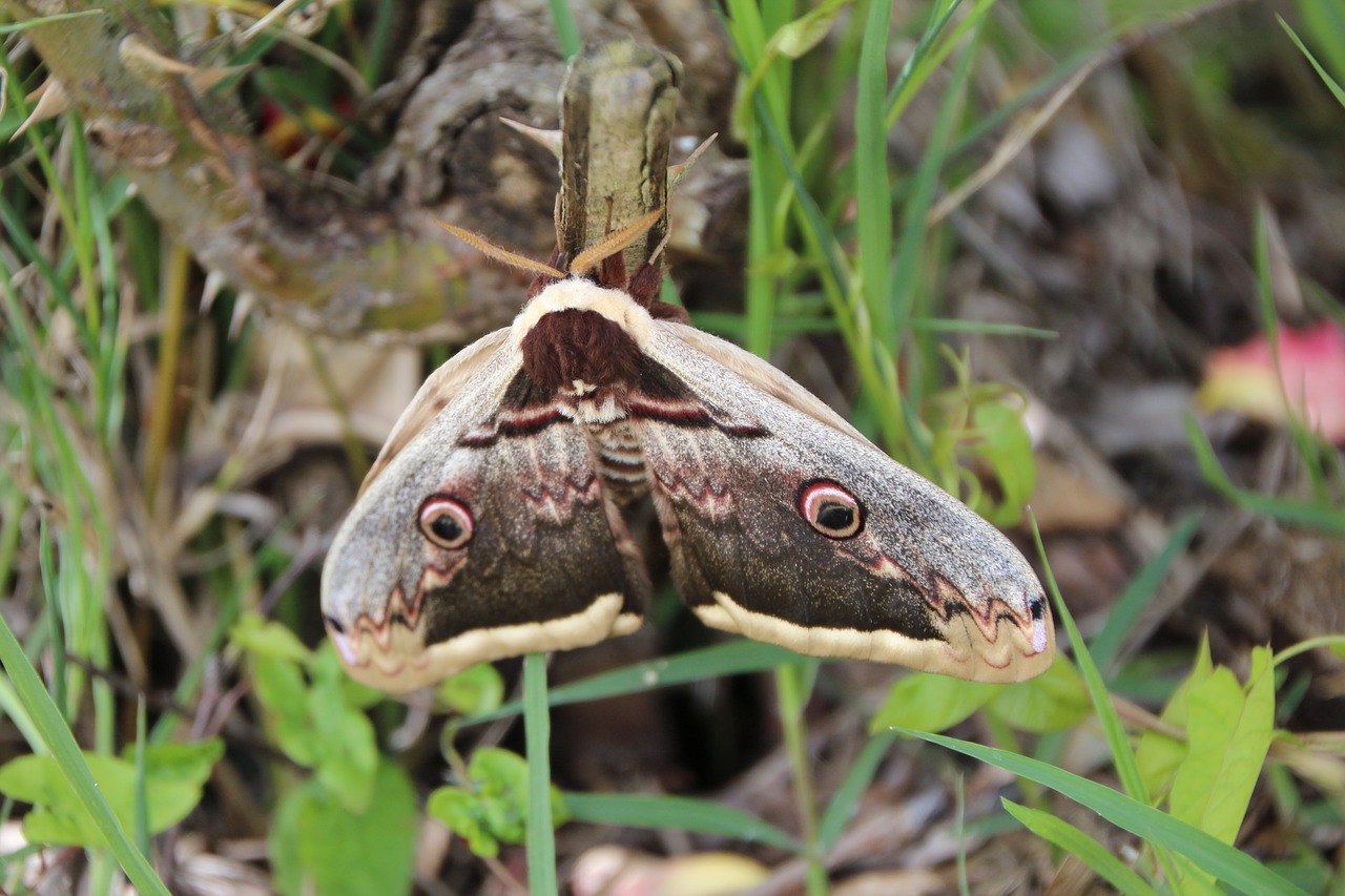 butterfly  moth  grand peacock of the night free photo