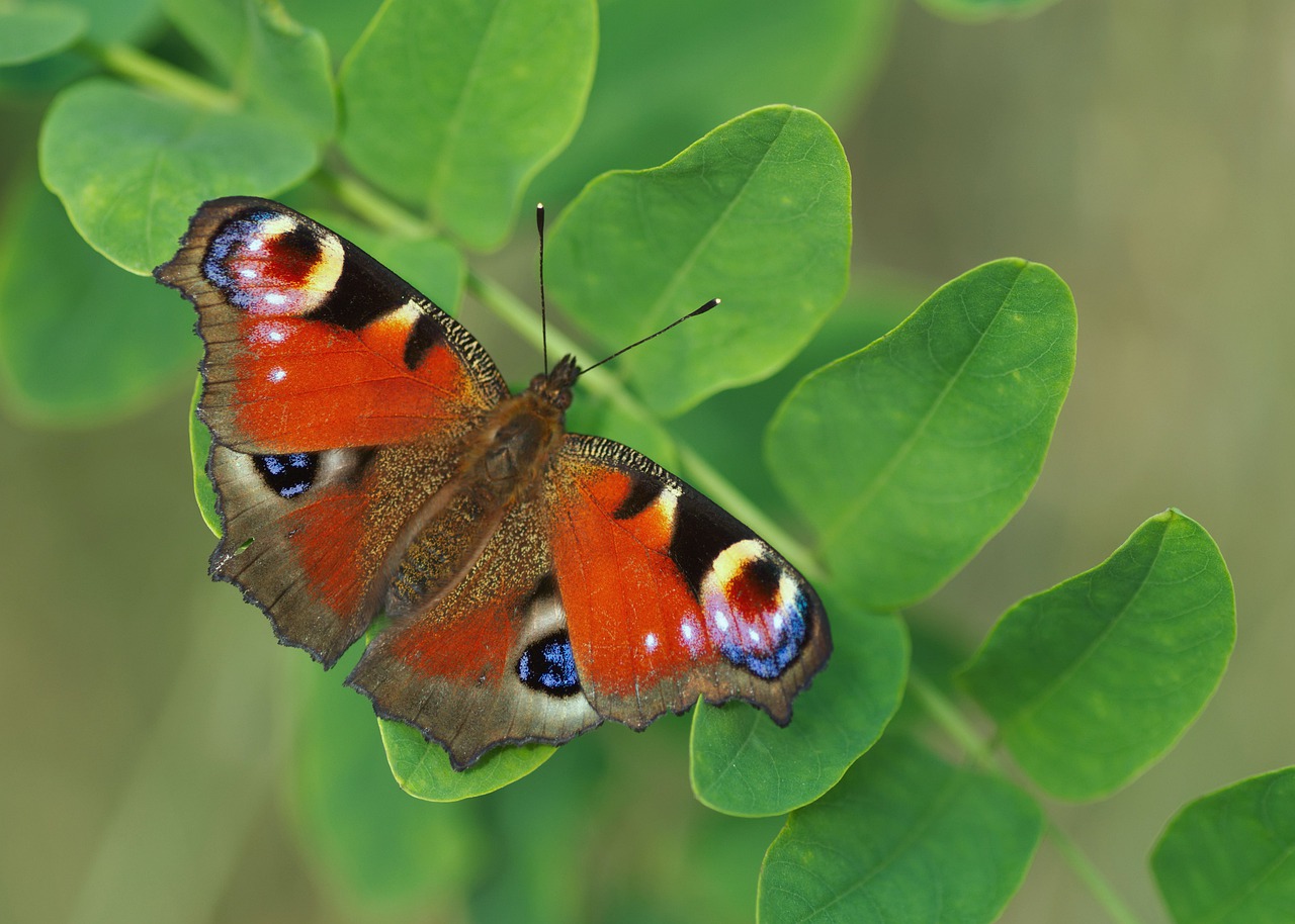 butterfly  wing  nature free photo