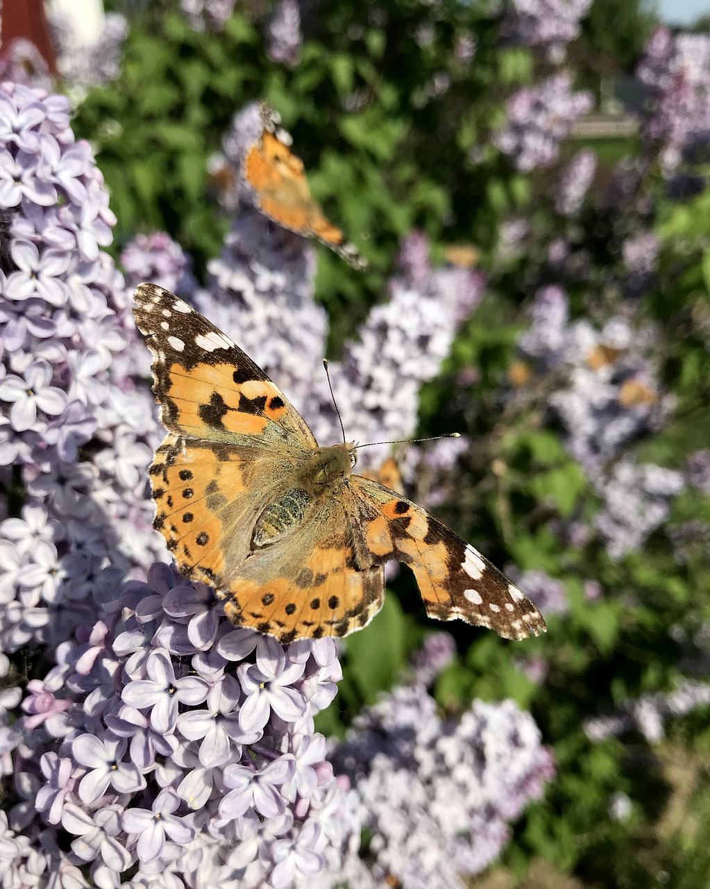 butterfly  syren  wing free photo