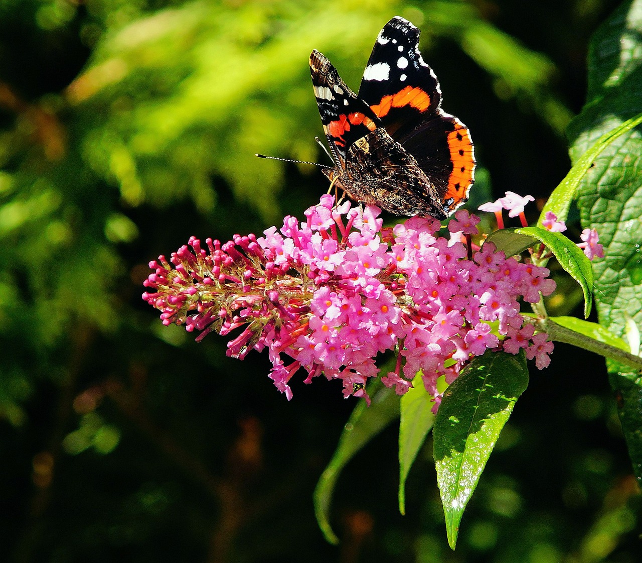 butterfly admiral butterflies free photo