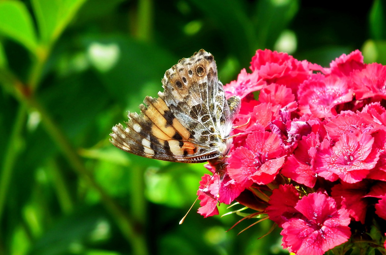 butterfly  insect  flowers free photo