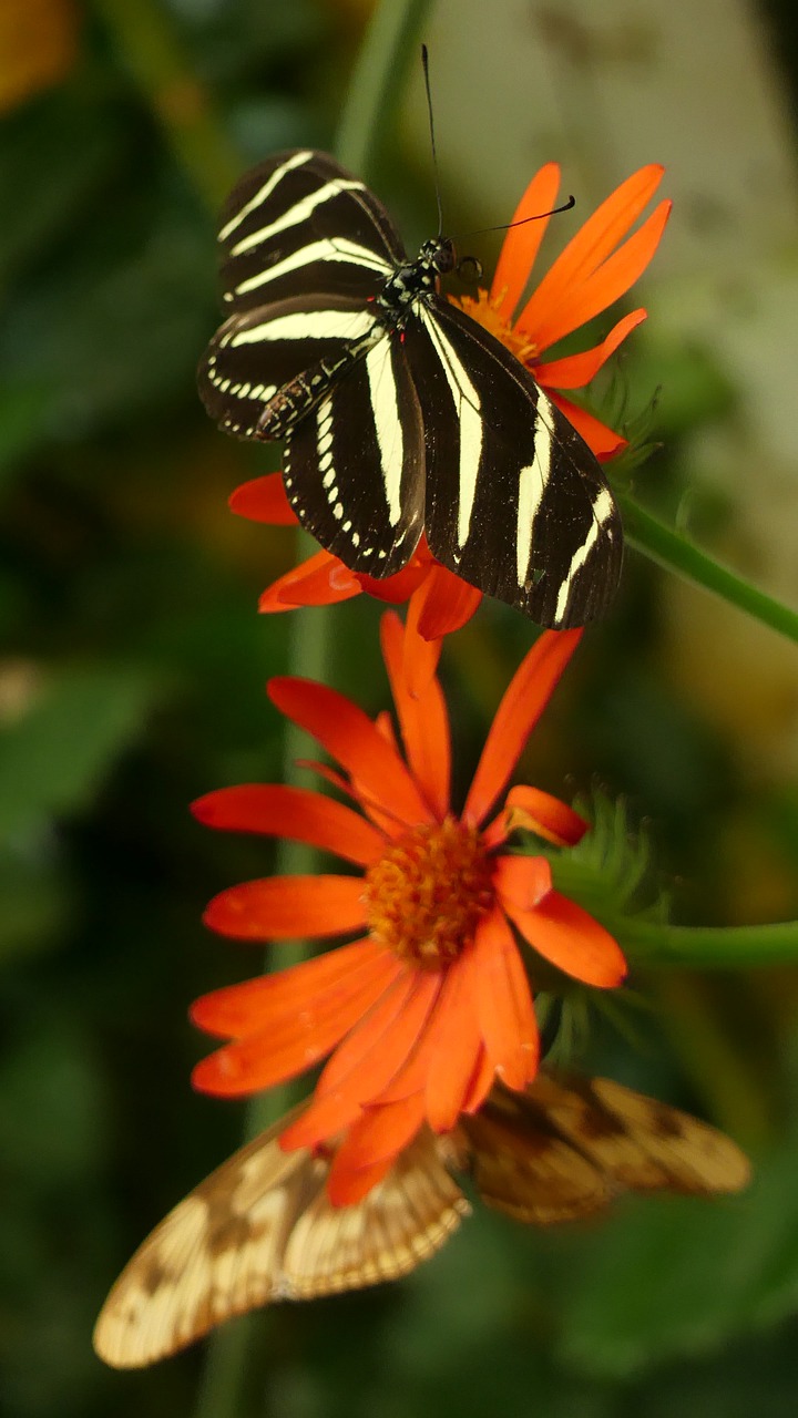 butterfly  nature  insect free photo