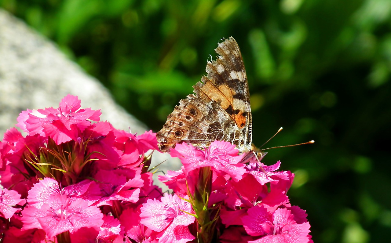 butterfly  insect  flower free photo