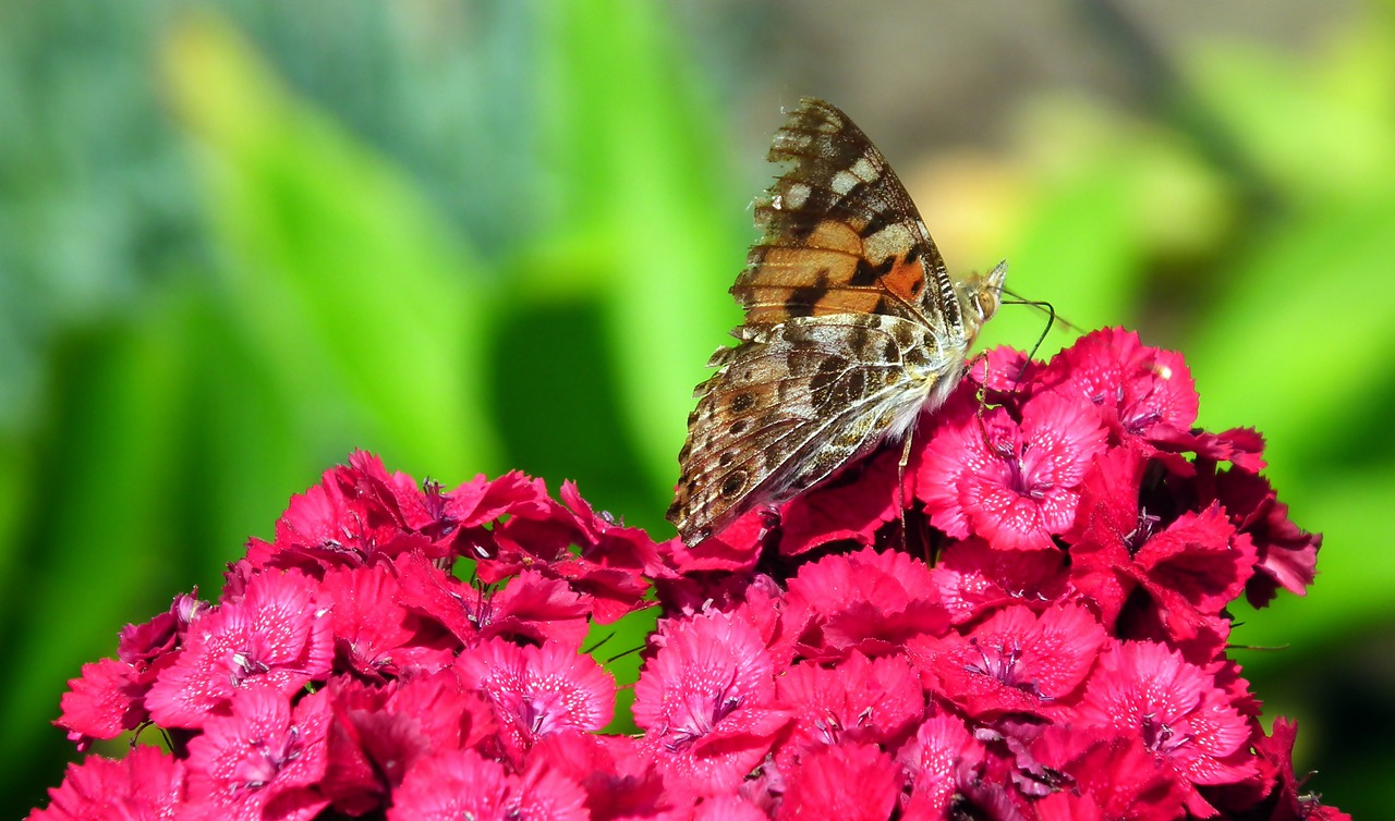 butterfly  insect  flower free photo