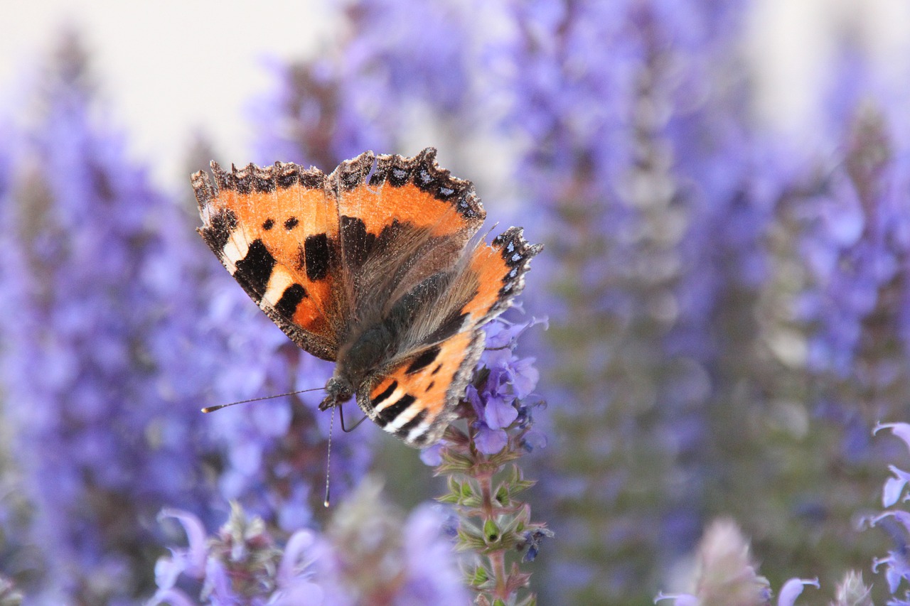 butterfly  nature  flower free photo