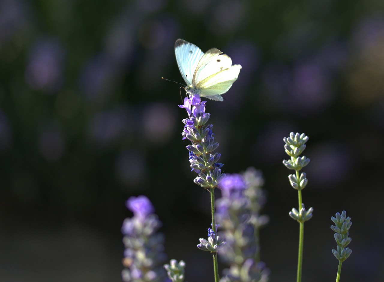 butterfly  lavender  wings free photo