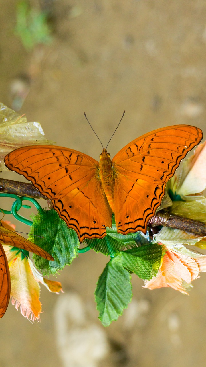 butterfly  insect  nature free photo