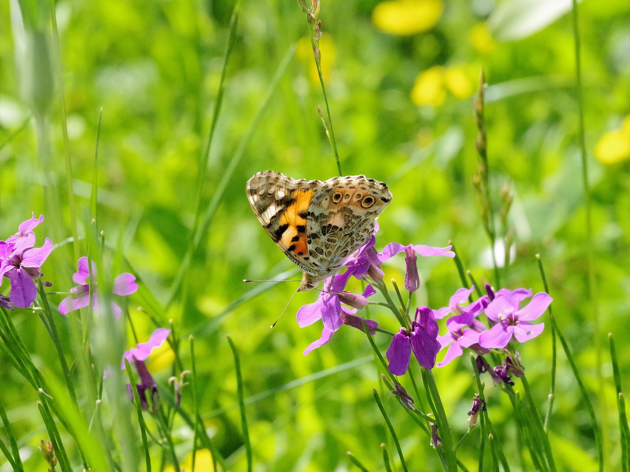 butterfly  nature  insect free photo