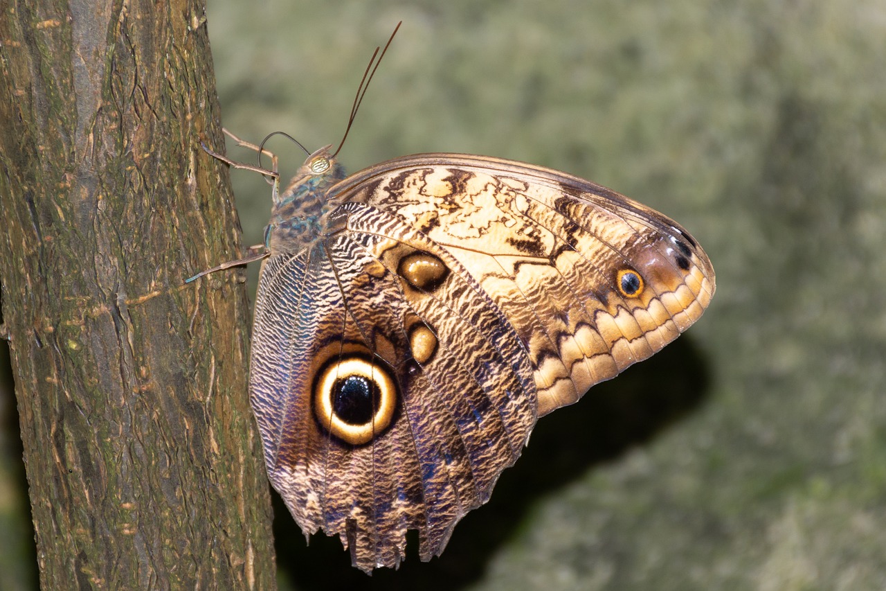 butterfly  butterflies  nature free photo