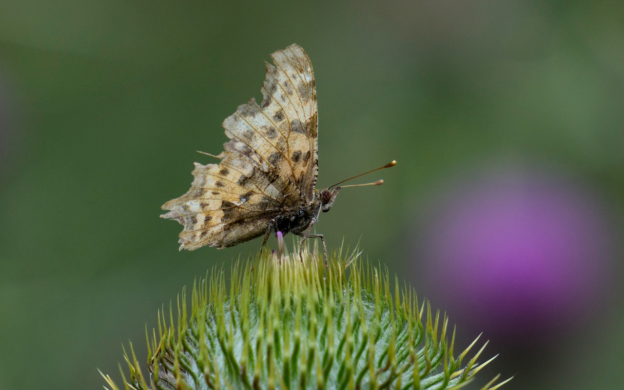 butterfly  thistle  flowers free photo