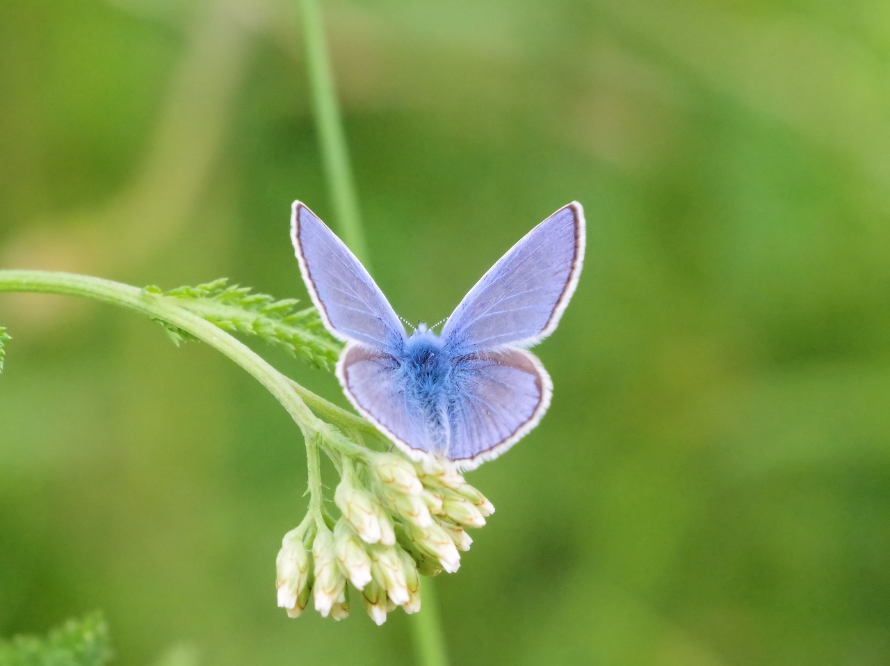 butterfly  nature  common blue free photo