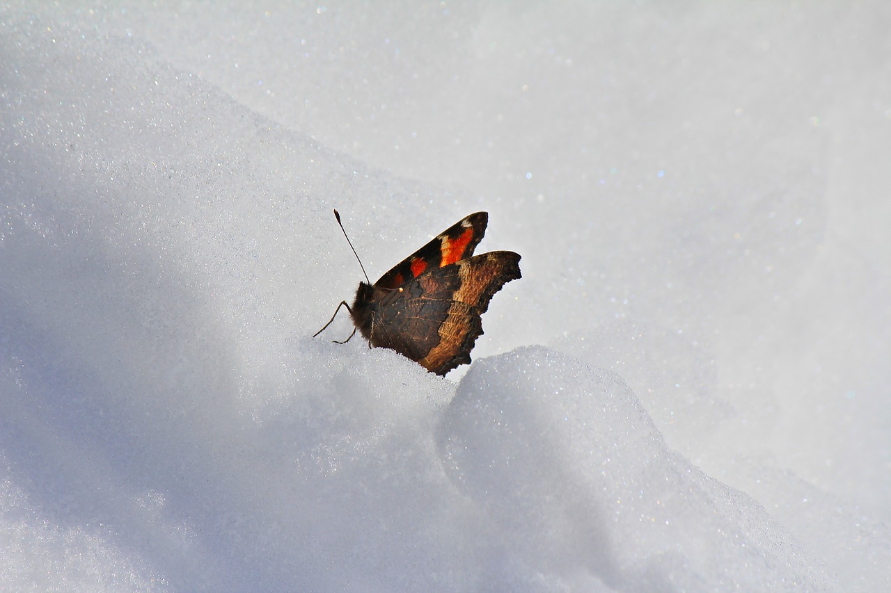 butterfly snow winter free photo