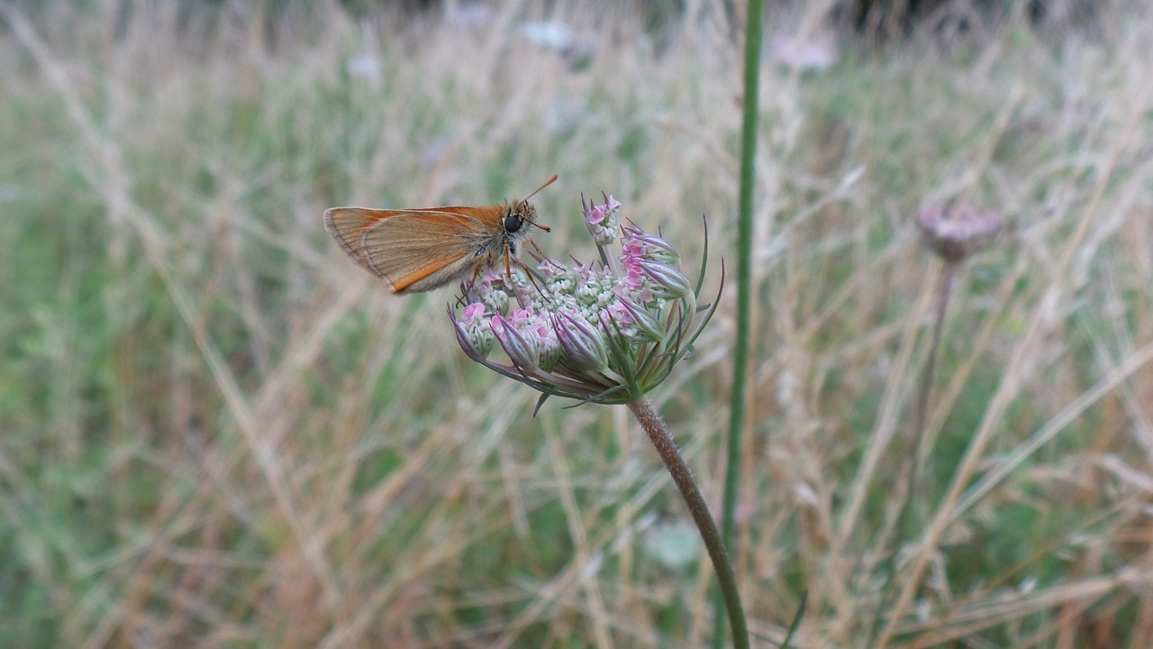 butterfly insect wild carrot free photo