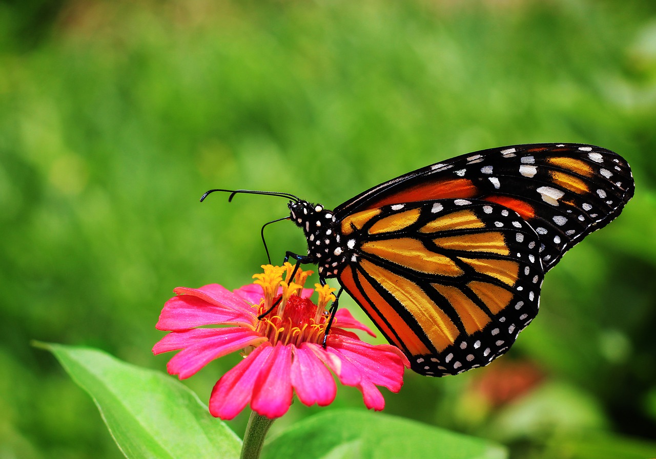 butterfly  garden  flowers free photo