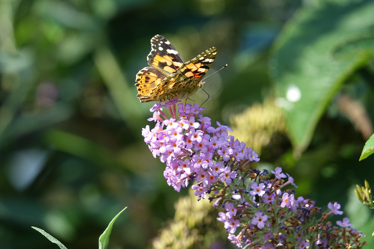 butterfly  flower  bug free photo