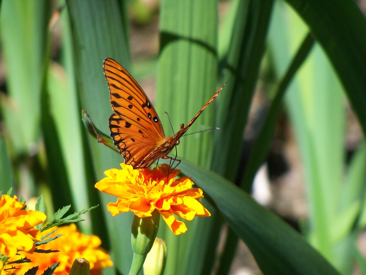 butterfly monarch flower free photo