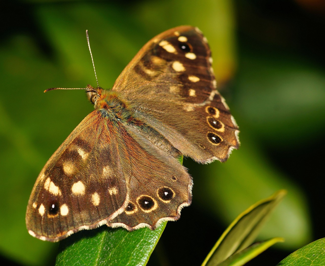 butterfly forest board game macro free photo