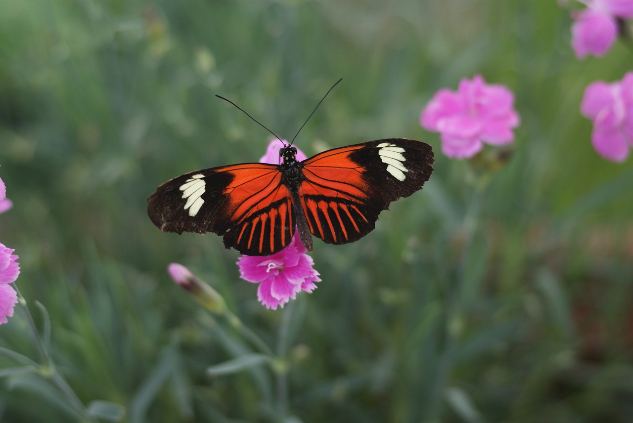 butterfly  heliconius melpomene  central america free photo