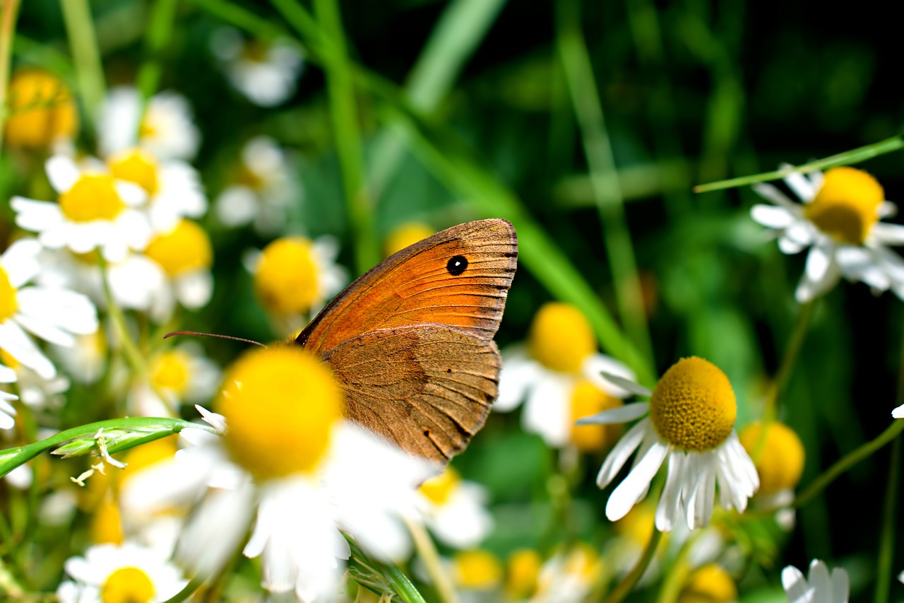 butterfly  daisy  nature free photo