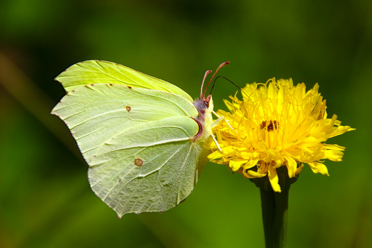 butterfly  macro  nature free photo