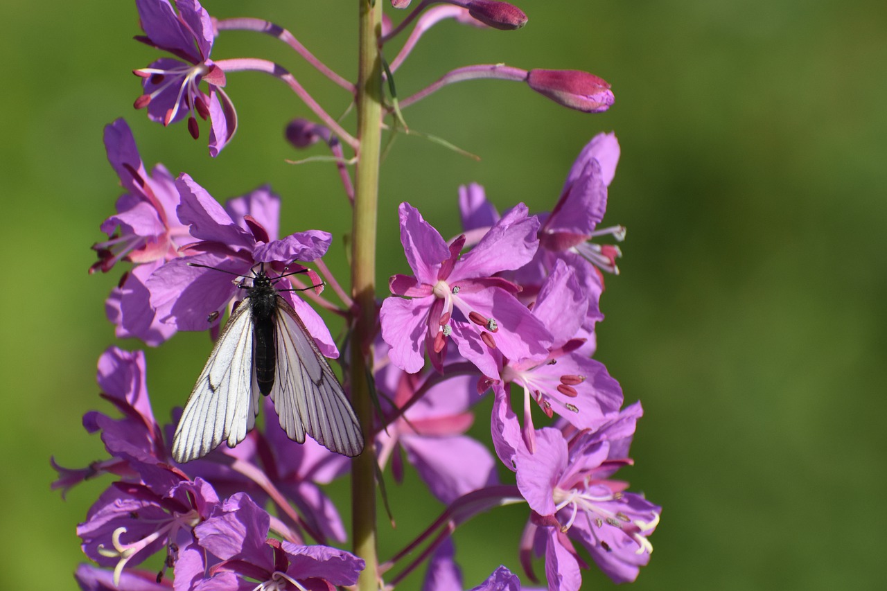 butterfly  white  cabbage butterfly free photo