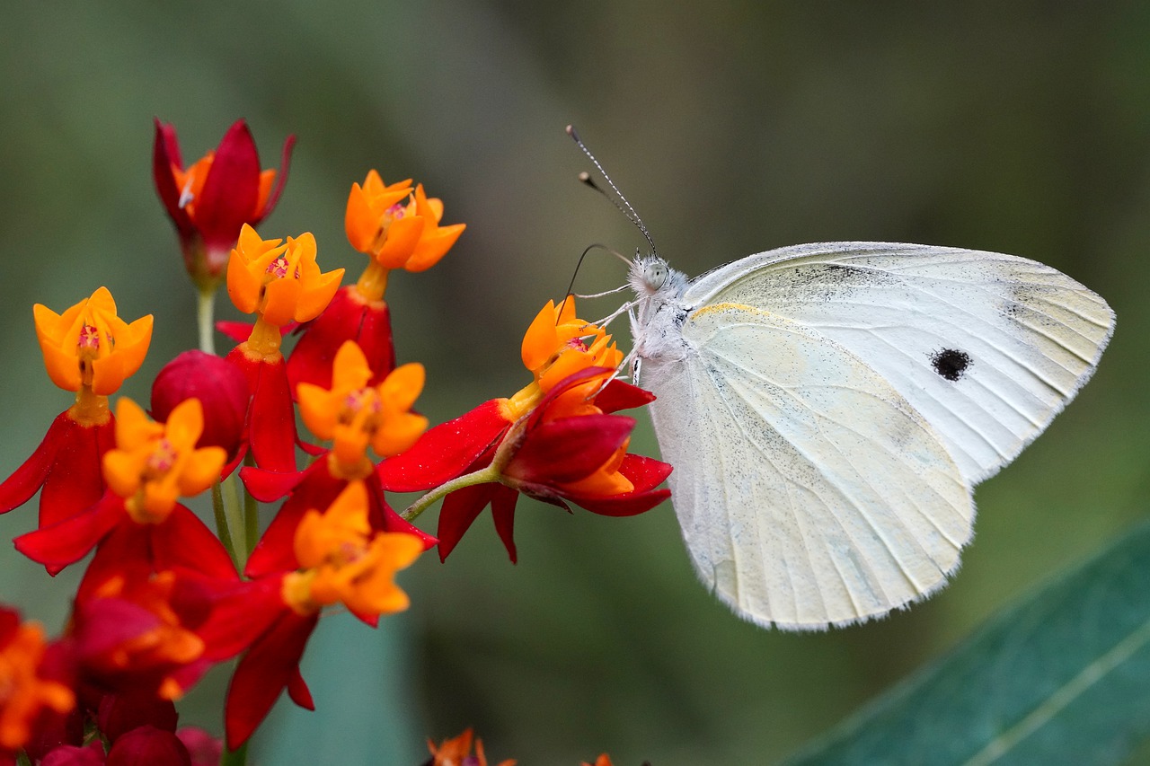 butterfly  flower  summer free photo