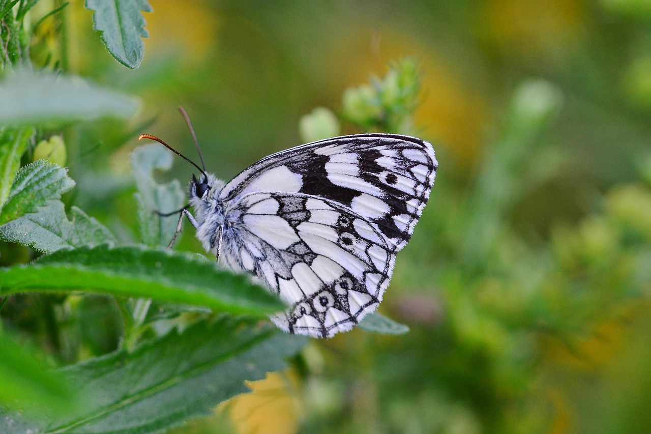 butterfly  flower  close up free photo