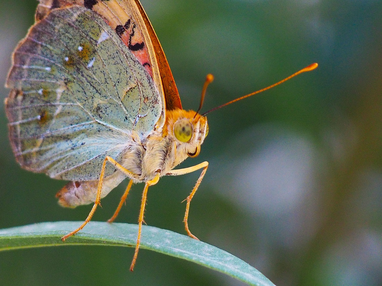 butterfly  insect  nature free photo