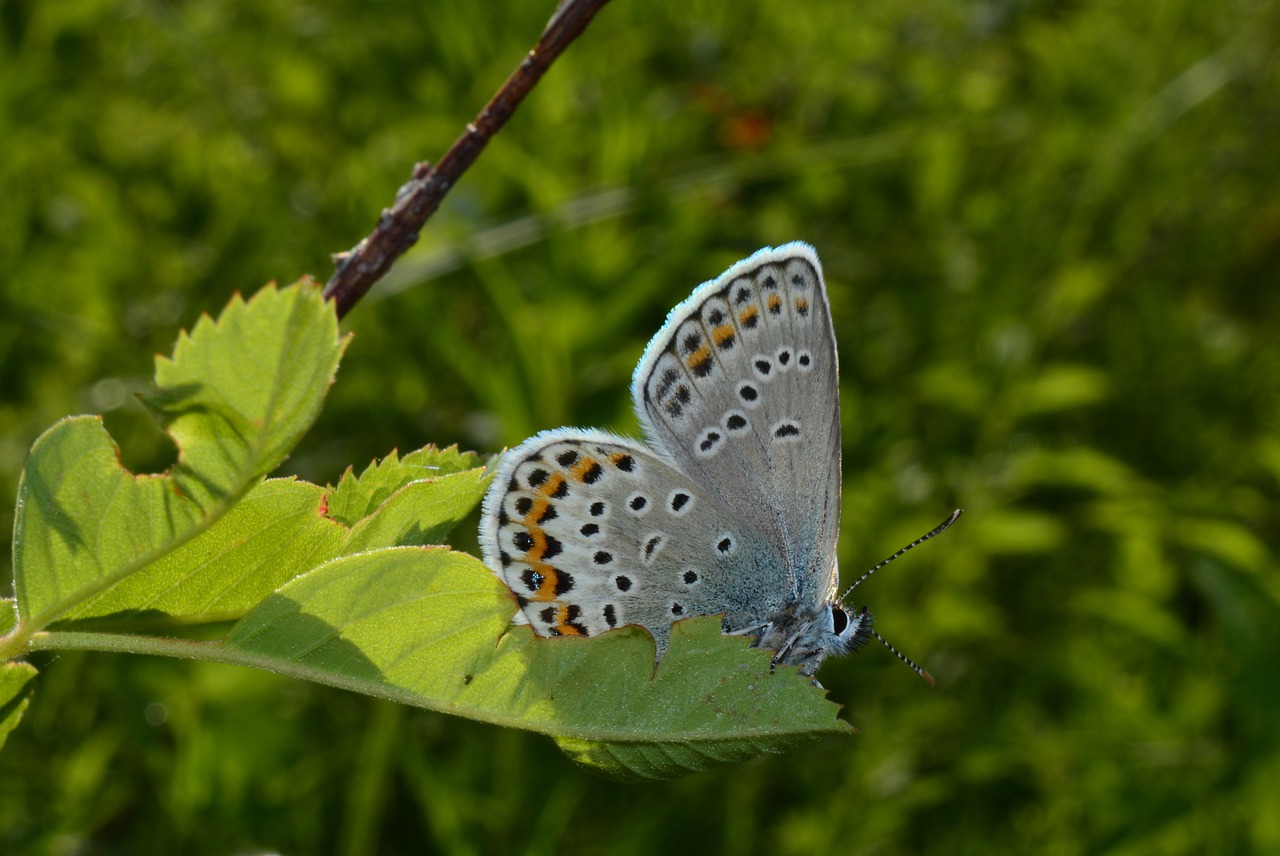 butterfly  blue  insect free photo