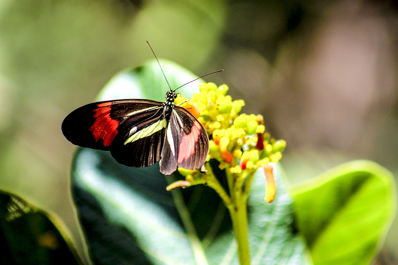 butterfly  nature  beauty free photo