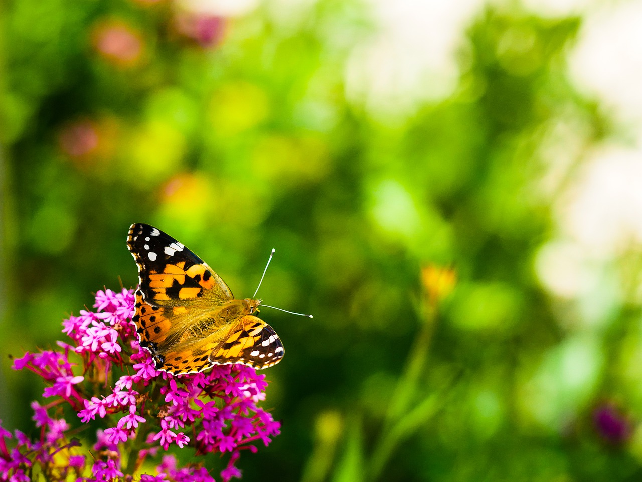 butterfly  nature  flower free photo