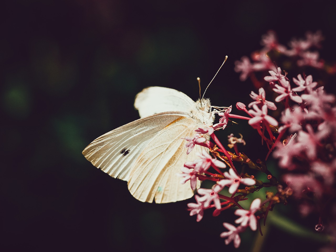 butterfly  nature  flower free photo