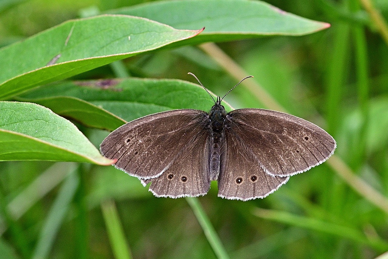 butterfly  brown waldvogel  close up free photo